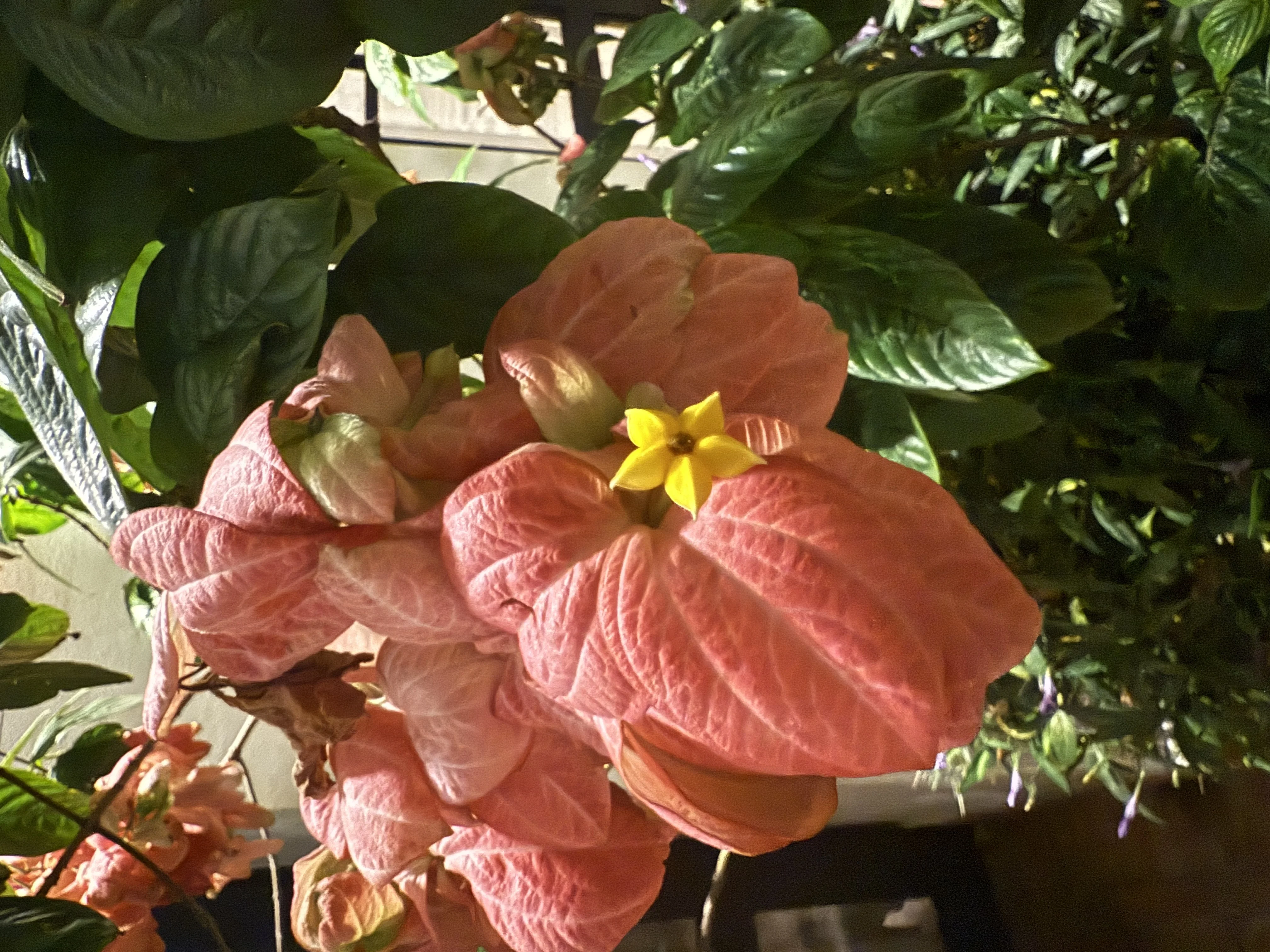 Sofitel Legend Casco Antiguo - 9