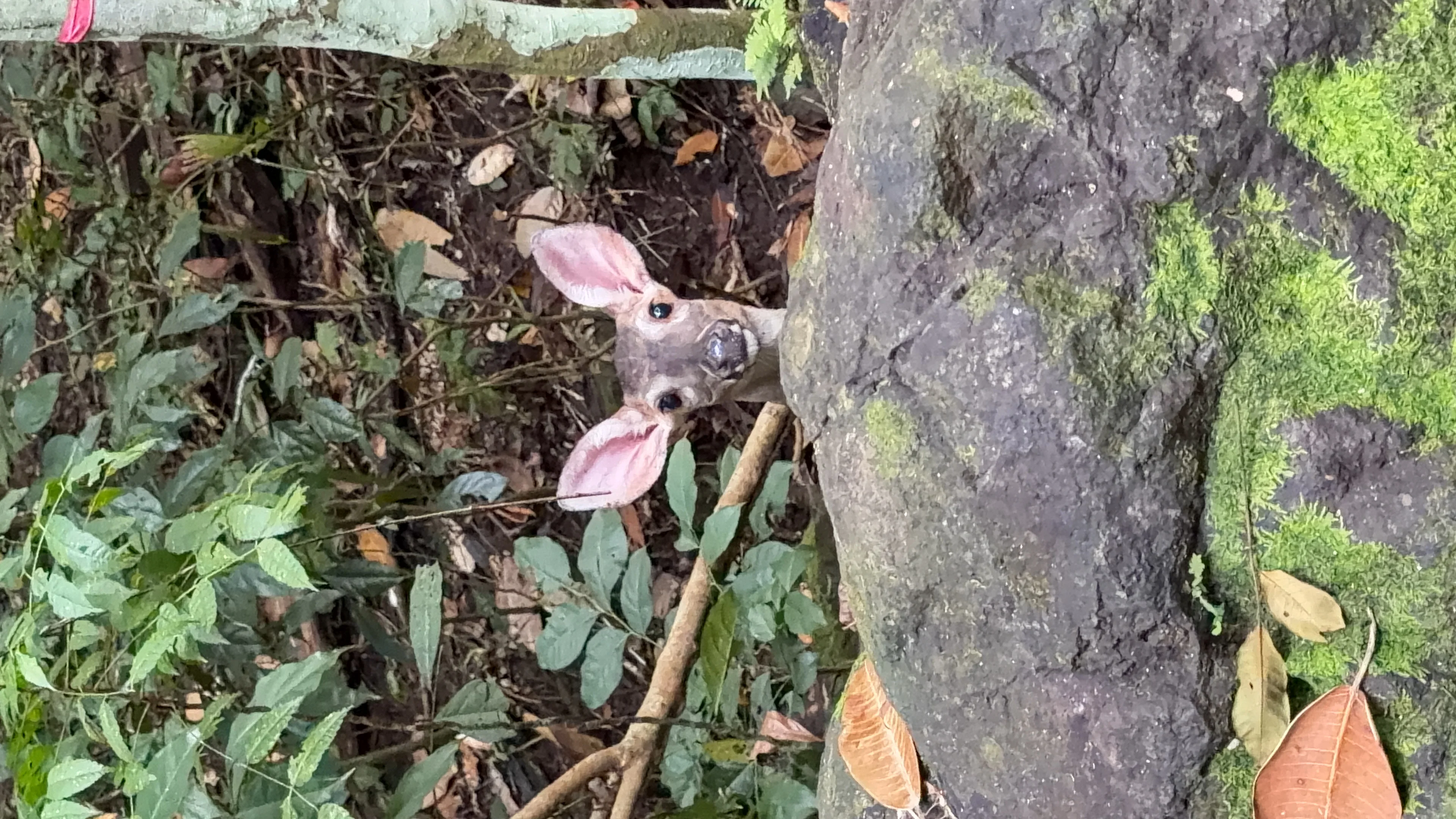 Parque Natural Metropolitano - 5