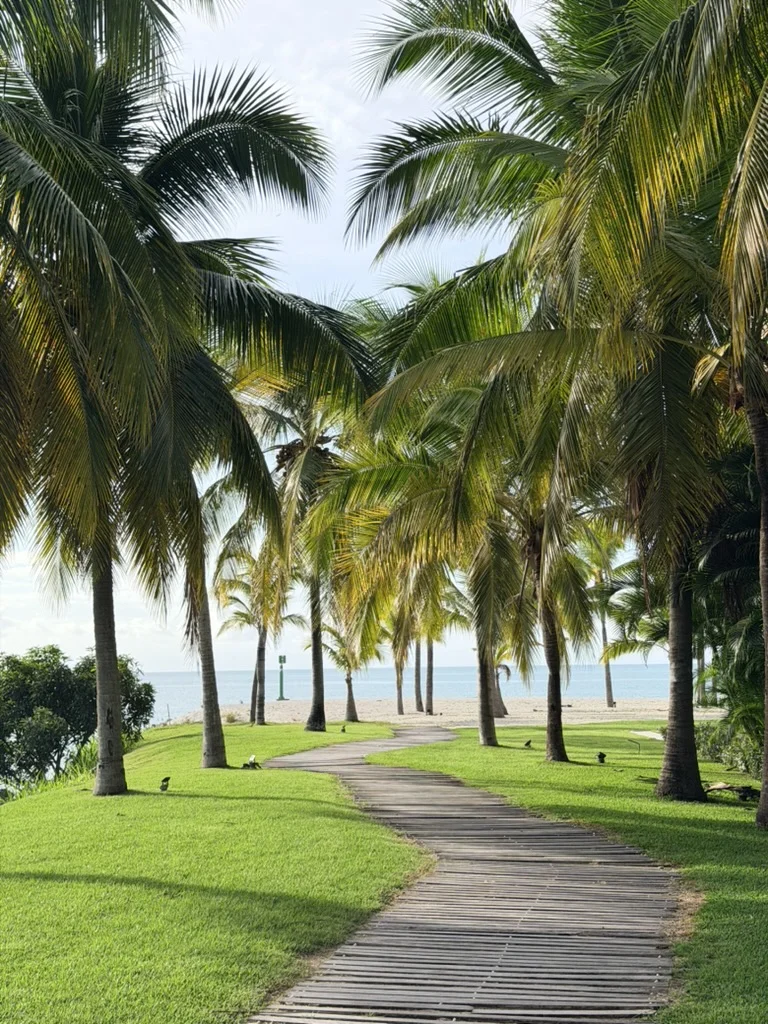 Wooden walkway winding through lush green grass and palm trees during the day. Bright and sunny tropical landscape.